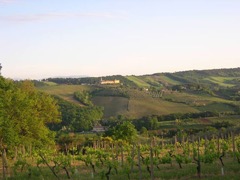 10.05.09_GF_Vernaccia25
