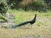 24.05.09_39a_Nove_Colli27