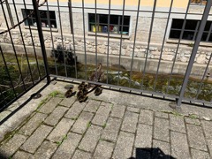 bicincitta_2019_06